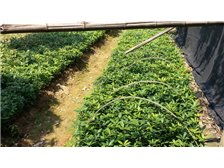 绿色生命，专业培育 探访长沙市雨花区瑞达绿化苗木场