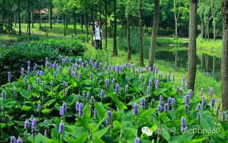 绿城集团园林软景苗木图谱 精选苗木全览与景观应用指南