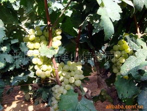 供应优质夏黑葡萄苗木——平度市大泽山信誉园艺场